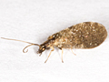 Sympherobius pygmaeus